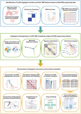 Single-cell and Bulk RNA-Seq reveal angiogenic heterogeneity and microenvironmental features to evaluate prognosis and therapeutic response in lung adenocarcinoma